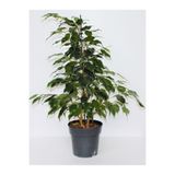 Nura Botanik Canlı Formlu Yeşil Benjamin Çiçeği, 30-60cm, 1 Adet, Saksılı Ficus Benjamina