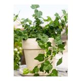 Nura Botanik Canlı Hedera Helix (Kaya Sarmaşığı) – Tırmanıcı, Formlu Bitki 40-60 cm