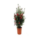 Nura Botanik Canlı Kırmızı Fırça Çalısı Çiçeği Fidanı, 60-80 cm, Saksılı, Bottlebrush