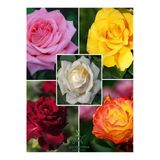 Nura Botanik Canlı Saksılı Gül Fidanı Seti 5 Adet, Kokulu Gül, Pembe+Sarı+Kırmızı+Turuncu+Beyaz, 30-50 cm