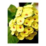 Nura Botanik Canlı Sarı Renkli Milli Dikenler Tacı Bitkisi, 15-30cm Saksılı, Euphorbia