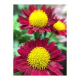 Nura Botanik Çeşme Papatyası Kırmızı Renk, 20-35 cm, 1 Adet Saksılı Canlı Bitki, Anthemis Chia