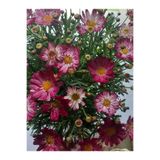 Nura Botanik Çeşme Papatyası Koyu Pembe, 20-40 cm, 1 Adet Saksılı Canlı Bitki
