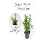 Nura Botanik Cestrum Nocturnum Melisa Parfüm Çiçeği, 1 Adet Saksılı, 30-50 cm