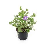Nura Botanik Cezayir Menekşesi Variegata, 20-40 cm, Saksıda, Alacalı Yapraklı Yer Örtücü