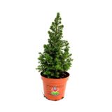 Nura Botanik Chamaecyparis Elwoodi Mini Çam Ağacı, 35-45 cm Saksıda, İran Çamı
