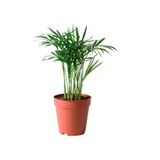 Nura Botanik Chamaedorea Elegans Dağ Palmiyesi, 20 cm, Terracotta Saksı