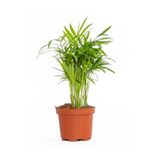 Nura Botanik Chamaedorea Elegans Dağ Palmiyesi, 20cm, 8.5 Saksıda, İç Mekan Bitkisi