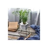 Nura Botanik Chamaedorea Elegans Dağ Palmiyesi, 40-50 cm, Ev ve Ofis Bitkisi