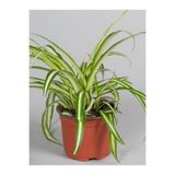 Nura Botanik Chlorophytum Comosum Alacalı Kurdele Çiçeği, 1 Adet, Saksılı, 20-40cm