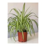 Nura Botanik Chlorophytum Comosum Kurdele Çiçeği, 20-40cm, Makrome Saksılı, Yeşil-Beyaz