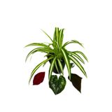 Nura Botanik Chlorophytum Comosum Kurdele Çiçeği, İç Mekan Bitkileri