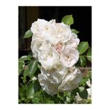 Nura Botanik Chopin Beyaz Gül Fidanı, 1 Adet, Saksılı, 10-15 cm, Dış Mekan