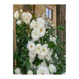 Nura Botanik Chopin Beyaz Gül Fidanı, 1 Adet, Saksılı/Tüplü, 10-15 cm, Bahçe Bitkisi