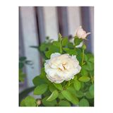 Nura Botanik Chopin Beyaz Gül Fidanı, 40-70 cm, 1 Adet Saksılı Aşılı Gül