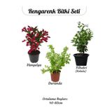 Nura Botanik Çiçekli Ürün Kombini – Filbahri, Katmerli Ful ve Duranta-Duranda (Mor Ağaç Menekşesi)