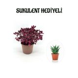 Nura Botanik Çingene Şalvarı Bitkisi, İresine Herbtis Sukulent Hediyeli, Çiçekli Bodur Bitki