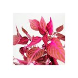 Nura Botanik Çingene Şalvarı, İç Mekan Bitkisi, Pembe-Kırmızı Renkli