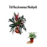 Nura Botanik Çok Avantajlı Hediyelik Pembe Renk Dua Çiçeği Sevgililer Gününe Özel Tül Kuşkonmaz HEDİYELİ