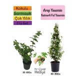 Nura Botanik Çok Avantajlı Kokulu Arap Yasemini+Katmerli Ful Yasemin+Itır Çiçeği Hediyeli