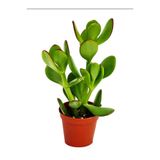 Nura Botanik Crassula Ovata Mini Saksılı, Para Çiçeği, Yeşil