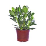 Nura Botanik Crassula Ovata Para Ağacı Yeşim, 10cm Saksıda, Büyük Boy