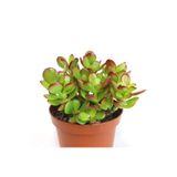 Nura Botanik Crassula Ovata, Para Çiçeği, Şans Agaçı Large