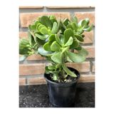 Nura Botanik Crassula Ovata Para-Yeşim Sukulent Ofis Salon Çiçeği, 15-25 cm, Yeşil
