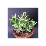Nura Botanik Crassula Ovata Variegata (Para Ağacı) Jade Plant, 5.5cm Saksı, Yeşil-Krem-Sarı-Pembe