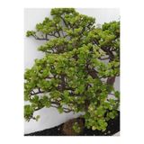 Nura Botanik Crassula Ovata Yeşim Para Çiçeği, 20-30cm, Ev & Ofis İçin Saksılı Sukulent