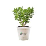 Nura Botanik Crassula Ovata Yeşim Para Çiçeği Saksılı Canlı Bitki 15-25 cm