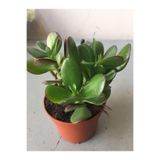 Nura Botanik Crassula Şans Para Çiçeği (Zenginlik Çiçeği) 25-30cm, Yeşil