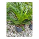 Nura Botanik Cycas Revoluta Sikas Japon Sago Palmiyesi 55-80cm Canlı İç Dış Mekan Bitkisi