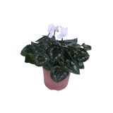 Nura Botanik Cyclamen Persicum Saksı'da Beyaz Renk, Iran Siklameni, Hediyelik Çiçek