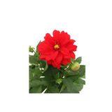 Nura Botanik Dahlia Yıldız Çiçeği, Kırmızı, 15cm Saksı, Dış Mekan Balkon Bahçe Peyzaj