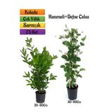 Nura Botanik Defne Çalısı + Hanımeli Çiçeği Fidanı 2'li Bahçe Peyzaj Seti, 30-60cm