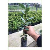 Nura Botanik Defne Fidanı Bitkisi, 40-60 cm, Canlı İç Mekan Bitkisi