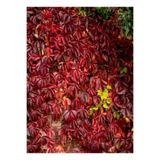 Nura Botanik Dekoratif Bahçe Duvar Sarmaşığı, 40-60 cm, Saksılı, Canlı Bitki, Kırmızı