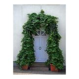 Nura Botanik Dekoratif Duvar Sarmaşığı (Kaya Sarmaşığı), 40-60 cm, Hedera Helix Türü
