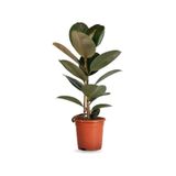 Nura Botanik Dekoratif Saksılı Ficus Elastica Midi Boy Kauçuk Çiçeği, 20-45cm, 1 Adet