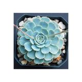 Nura Botanik Dev Boy XXL Echeveria Glauca Aşkın Gözyaşı Sukulent Bitki, 22cm Boyu, 21cm Çapı