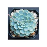 Nura Botanik Dev Boy XXL Echeveria Glauca Aşkın Gözyaşı Sukulent Bitki, 22cm Boyu, 21cm Çapı