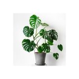 Nura Botanik Deve Tabanı Bitkisi Monstera Deliciosa, 90-110 cm