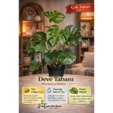Nura Botanik Deve Tabanı Bitkisi Monstera Deliciosa, İthal, 40-50 cm, Siyah Saksı