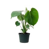 Nura Botanik Deve Tabanı Midi Salon İç Mekan Bitkisi, 30 cm, Monstera