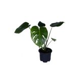 Nura Botanik Deve Tabanı Monstera Deliciosa, 30-40 cm Bitki Boyu
