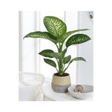 Nura Botanik Dieffenbachia Tropic Snow, 40-50 cm Boyunda, Üretim Saksısında, Canlı İç Mekan Bitkisi