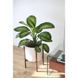 Nura Botanik Dieffenbachia Tropik Snow Canlı İç Mekan Bitkisi, 40-60 cm