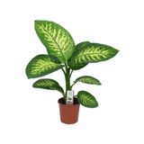 Nura Botanik Difenbahya Bitkisi Dieffenbachia Tropic Snow, 40-50 cm, İç Mekan Bitkileri