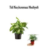 Nura Botanik Difenbahya Bitkisi, Tül Kuşkonmaz Hediyeli, Sevgililer Gününe Özel
